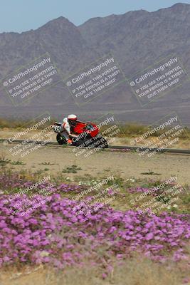 media/Feb-04-2023-SoCal Trackdays (Sat) [[8a776bf2c3]]/Turn 15 Inside Blooming (1050am)/